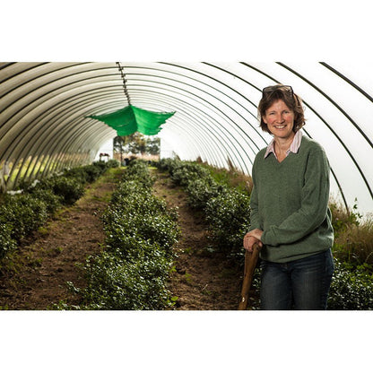Kinnettles Gold Scottish Grown Tea